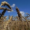 На Чернігівщині намолотили перший мільойн тонн зерна