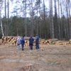 На Чернігівщині виявлена масштабна незаконна вирубка лісу
