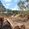 Лісопереробна галузь Чернігівщини: потрібні нові механізми роботи
