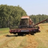 На Чернігівщині майже завершили збирати ранні зернові