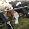 В ДУСі відмовилися від будівництва власної молочної ферми