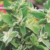 Увага! Обережно! Молочай окаймленный (Еuphorbia marginata)
