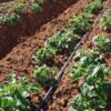 Чернігівський фермер планує вирощувати картоплю на зрошенні