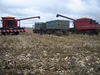 Кукурудза на Чернігівщині зібрана з третини площ