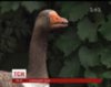 На Чернігівщині живе 27-річний гусак, який ревнує господиню до сусідів