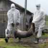 Запобіжні заходи щодо профілактики африканської чуми свиней