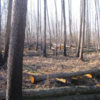 Вогнеборці ліквідували 4 пожежі у природних екосистемах