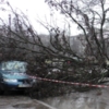 Рятувальники вивільнили автівку з-під заваленого дерева