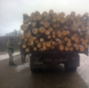 Прикордонники затримали незаконно зрубану деревину