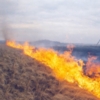 Вогнеборці ліквідували 11 пожеж сухої рослинності