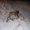 На кордоні з Білоруссю виявили двох мисливців та тушу вбитої дикої кози