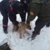 З колодязя для прокладки комунікацій рятувальники вивільнили собаку