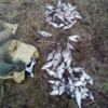 Десну атакують браконьєри
