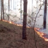 Рятувальники ліквідували пожежу настилу в лісі