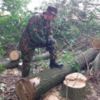 Активісти спіймали браконьєрів-лісорубів