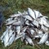 Чернігівський рибоохоронний патруль зафіксував порушення  на майже на 17 ти.с грн.