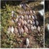 Чернігівський рибоохоронний патруль затримав порушника з 7 сітками