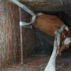 Рятувальники вивільнили корову, яка впала у каналізаційну шахту