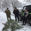 В рейд – за крадіями ялинок