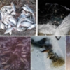 З початку січня Чернігівський рибоохоронний патруль виявив 34 порушень правил рибальства