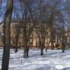 В центрі Чернігова планують масову вирубку дерев: активісти і екологи проти. ВІДЕО