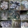 Чернігівський рибоохоронний патруль викрив порушень на суму збитків більше 95 тис. грн.