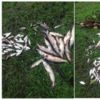 Чернігівський рибоохоронний патруль на Городнянщині викрив порушення зі збитками на 13,5 тис.грн.
