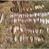 Чернігівський рибоохоронний патруль затримав порушників з 10 сітками та 13,5 кг риби