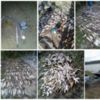 Браконьєри електровудкою завдали збитків рибному господарству на 97,3 тис. грн.