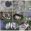 За тиждень браконьєри завдали збитків рибному господарству на 108 тис.грн.