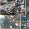 За тиждень виявлено 27 правопорушень зі збитками майже на 50 тис.грн. - Чернігівський рибоохоронний патруль