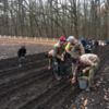 Ніжинські лісівники завершили посівну жолудів