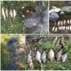 Чернігівським рибоохоронним патрулем за тиждень вилучено 104 кг незаконно добутої риби та 84 од. заборонених знарядь лову
