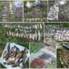 У червні правопорушники завдали збитків рибному господарству на 89 тис. грн., - Чернігівській рибоохоронний патруль