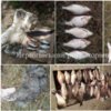 За тиждень Чернігівським рибоохоронним патрулем вилучено 419 кг незаконно добутої риби