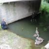 На Срібнянщині рятувальники та правоохоронці надали допомогу п’ятьом лебедятам