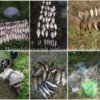 Чернігівським рибоохоронним патрулем за тиждень викрито 19 порушень рибоохоронного законодавства