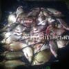 Чернігівський рибоохоронний патруль затримав правопорушника з 35 кг незаконно добутого ляща