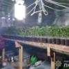 Поліція затримала жителя Борзнянщини, який у значних об’ємах вирощував сортову коноплю