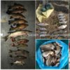 Протягом тижня вилучено 64 кг незаконно добутої риби та 77 од. заборонених знарядь лову, - Чернігівський рибоохоронний патруль