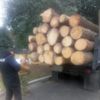 Поліція Чернігівщини закликає громадськість повідомляти про факти викрадення лісу