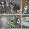 За тиждень вилучено 58 кг незаконно добутої риби та 47 заборонених знарядь лову, - Чернігівський рибоохоронний патруль