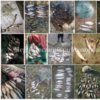 Чернігівським рибоохоронним патрулем протягом жовтня вилучено понад 230 кг незаконно добутої риби та 3606 метрів сіток