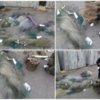 Чернігівським рибоохоронним патрулем знищено 1,7 км сіток