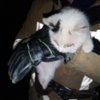 Ічнянський район: кошеня, яке впало у колодязь вивільнили рятувальники