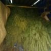 Прикордонники припинили незаконну оборудку з новорічними соснами