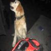 На кордоні вилучено марихуану