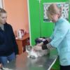 Торік у Чернігові державні ветлікарі вакцинували проти сказу понад 3000 тварин