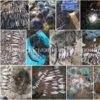 Чернігівським рибоохоронним патрулем протягом тижня вилучено 136 кг незаконно добутої риби зі збитками понад 33 тис.грн