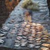 Чернігівським рибоохоронним патрулем біля с. Шестовиця викрито правопорушників з 12 кг незаконно добутої риби